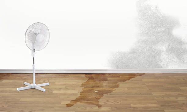 Best Mold removal after water damage  in Wendover, UT